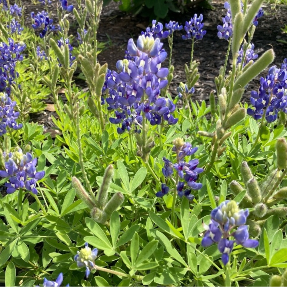 50 Seeds Texas Bluebonnet Wildflower Lupinus texensis Flower Seeds Garden - Picture 16 of 16